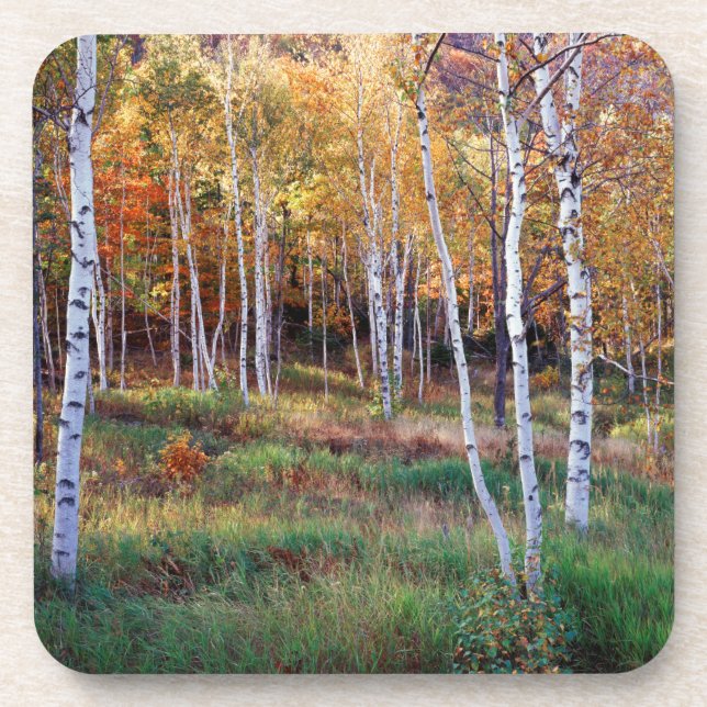Posavasos Maine, Parque Nacional Acadia, Otoño (Frente)