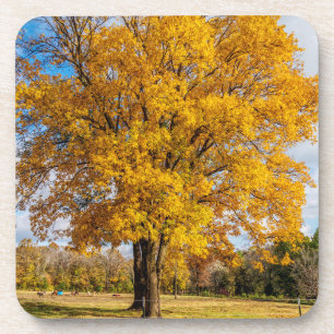 Posavasos Maíz azucarera amarilla de otoño