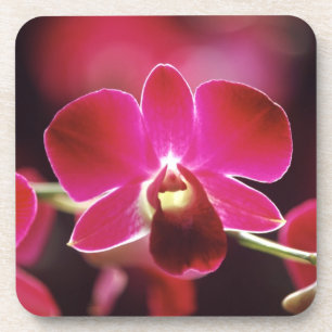 Posavasos Malasia, Orquídea