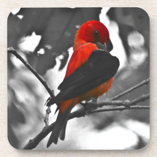Posavasos Male Scarlet Tanager