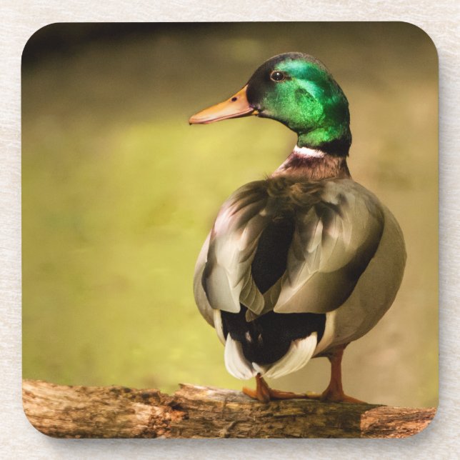 Posavasos Mallard Duck (Frente)