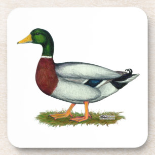 Posavasos Mallard Duck Drake