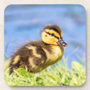Posavasos Mallard Duckling
