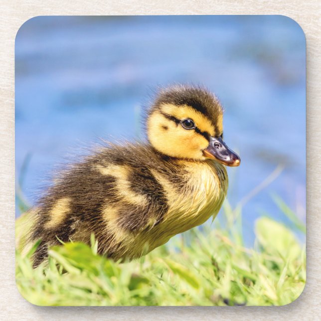 Posavasos Mallard Duckling (Frente)