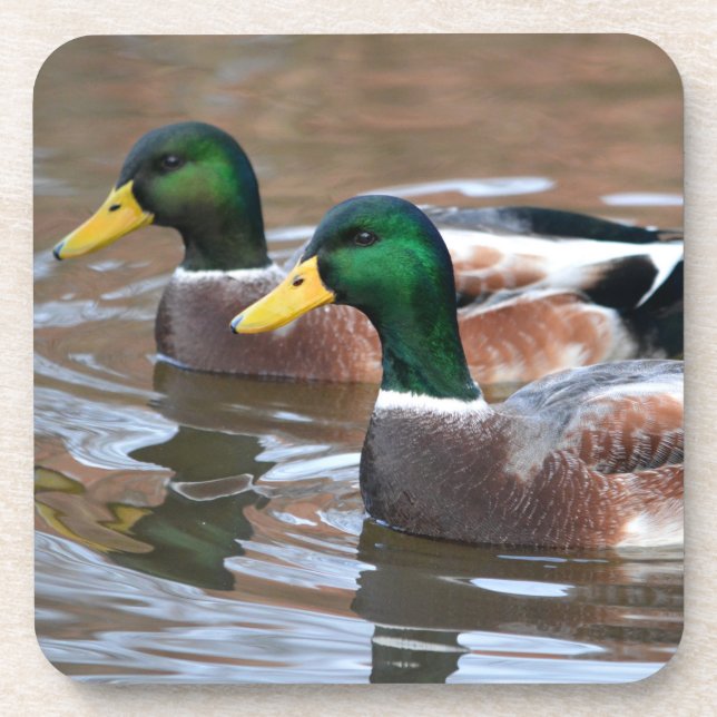 Posavasos Mallard Ducks (Frente)