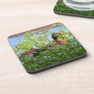Posavasos Mallard y Ducklings-Natación por Shirley Taylor