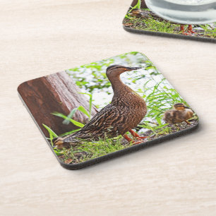 Posavasos Mallard y Ducklings por Shirley Taylor
