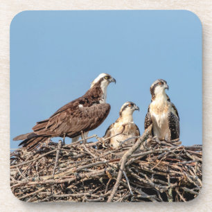 Posavasos Mamá de Osprey con sus niños
