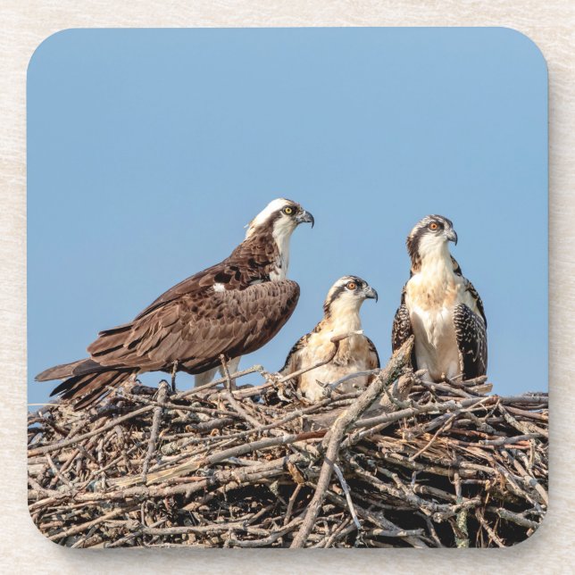 Posavasos Mamá de Osprey con sus niños (Frente)