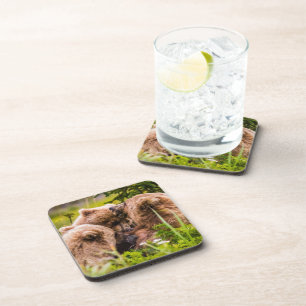 Posavasos Mamá oso enfermería sus dos cobs, el lago Clark Na