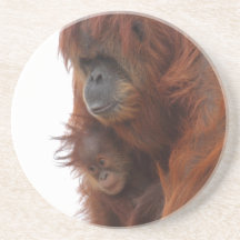 Mamá y bebé Orangutan