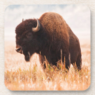 Posavasos Manada de Bisontes Americanos (Bison Bison) en Tet