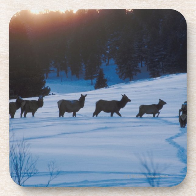 Posavasos Manada de los alces que camina a través de campo (Frente)