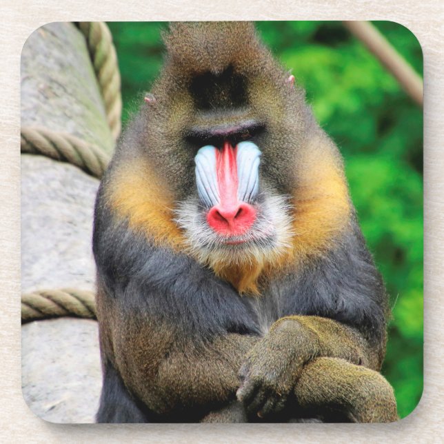 Posavasos Mandrill 001 (Frente)