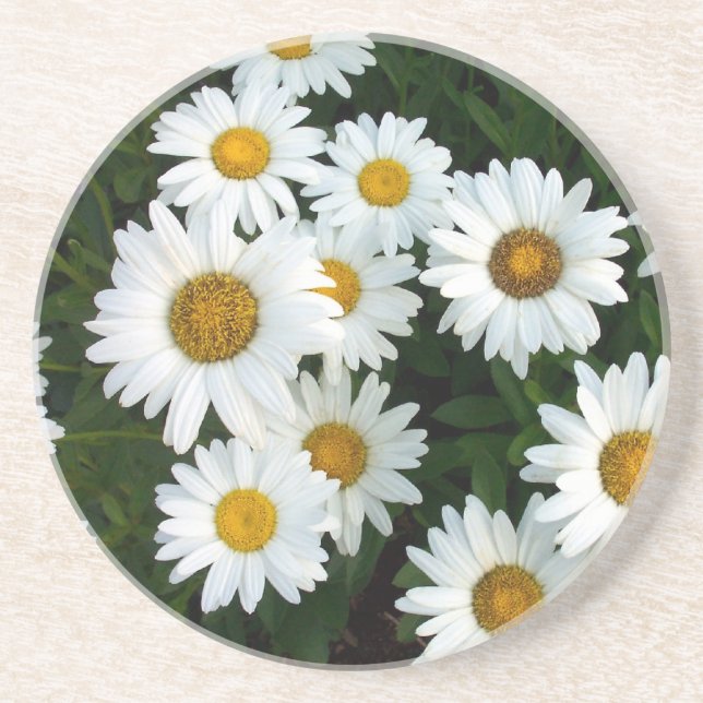 Posavasos Manojo de práctico de costa de las margaritas (Frente)