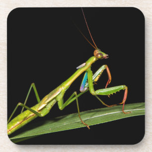 Posavasos Mantis religiosa, Odzala, Parque Nacional de Kokou