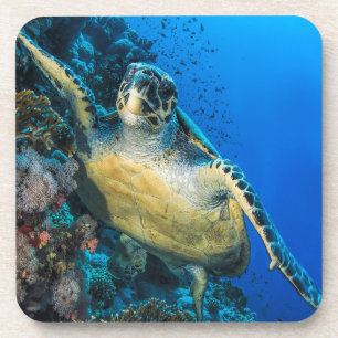 Posavasos Mar Rojo de la tortuga de mar verde el  