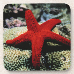 Posavasos Mar Rojo de los pescados el   de la estrella