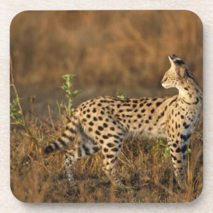 Posavasos Mara Superior, Masai Mara Game Reserve, Kenya,