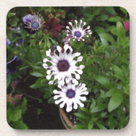 Posavasos Margarita africana blanca