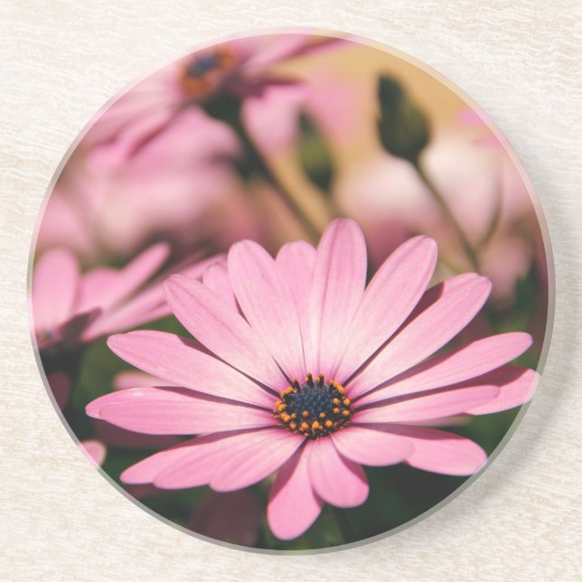 Posavasos Margarita Africana Morada (Frente)