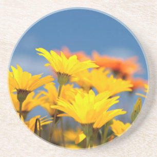 Posavasos Margaritas de Namaqualand naranjas y amarillas