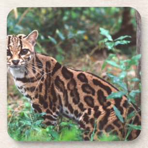 Posavasos Margay, Leopardus wiedi, Nativo de México hasta