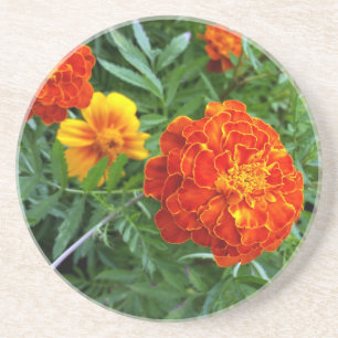 Posavasos marigold al sol
