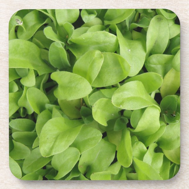 Posavasos Marigold Seedlings Cork Coaster (Frente)