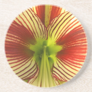 Posavasos Mariposa Amaryllis