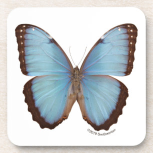Posavasos Mariposa azul de Morpho