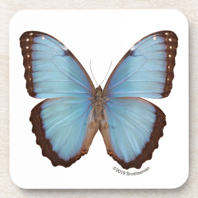 Posavasos Mariposa azul de Morpho (Frente)