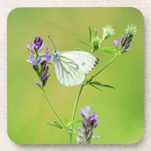 Posavasos Mariposa blanca veteada verde