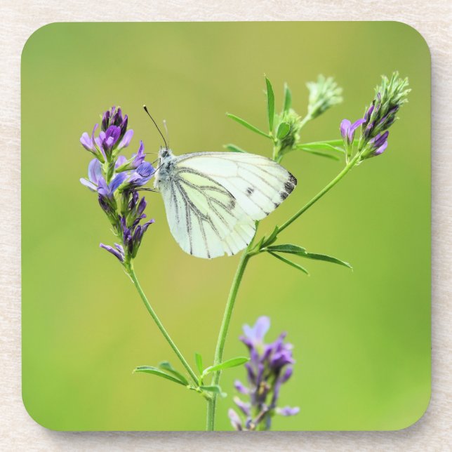 Posavasos Mariposa blanca veteada verde (Frente)