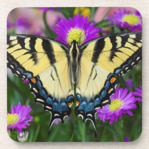 Posavasos Mariposa cola de golondrina en margarita