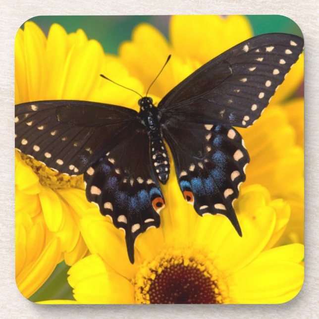 Posavasos Mariposa cola de golondrina negra (Frente)