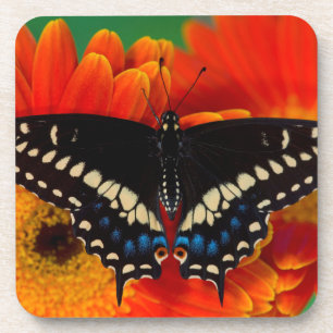 Posavasos Mariposa cola de golondrina negra en margarita ger