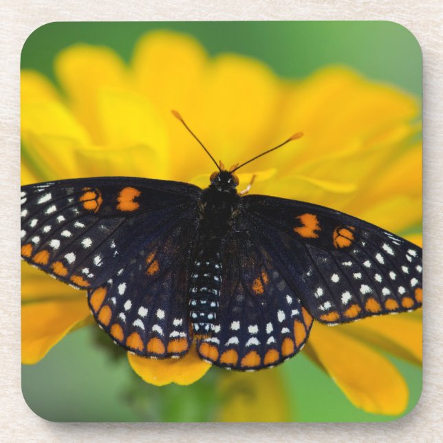 Posavasos Mariposa de Baltimore de mancha cuadriculada (Frente)