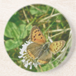 Posavasos Mariposa de cobre estadounidense