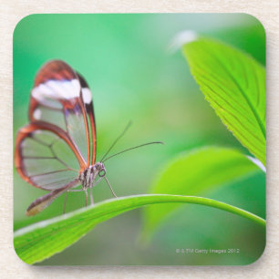 Posavasos Mariposa de cristal del ala que se relaja en verde