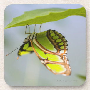 Posavasos Mariposa de la malaquita en la hoja