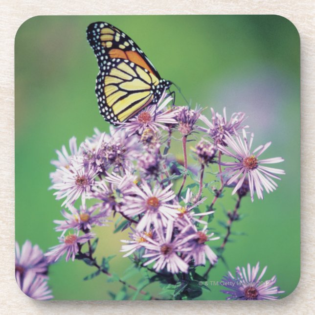 Posavasos Mariposa de monarca (Frente)