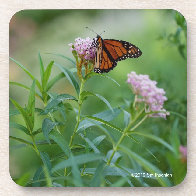 Posavasos Mariposa de monarca (Frente)