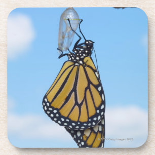 Posavasos Mariposa de monarca, con la crisálida