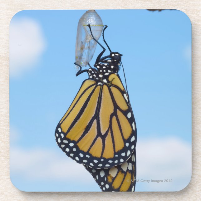 Posavasos Mariposa de monarca, con la crisálida (Frente)