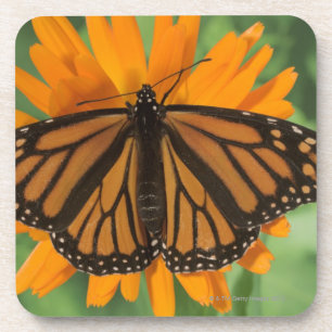 Posavasos Mariposa de monarca (plexippus del Danaus) en el
