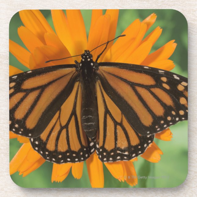 Posavasos Mariposa de monarca (plexippus del Danaus) en el (Frente)
