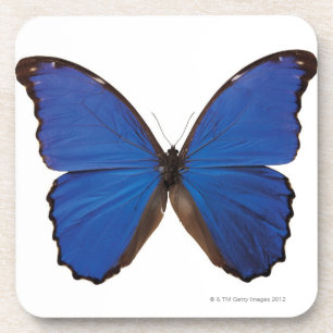 Posavasos Mariposa de Nestira Marpho