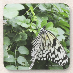 Posavasos Mariposa de papel de la cometa (leuconoe de la