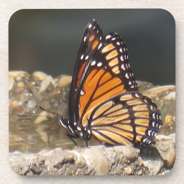 Posavasos Mariposa de Viceroy - 6 cajones (Frente)